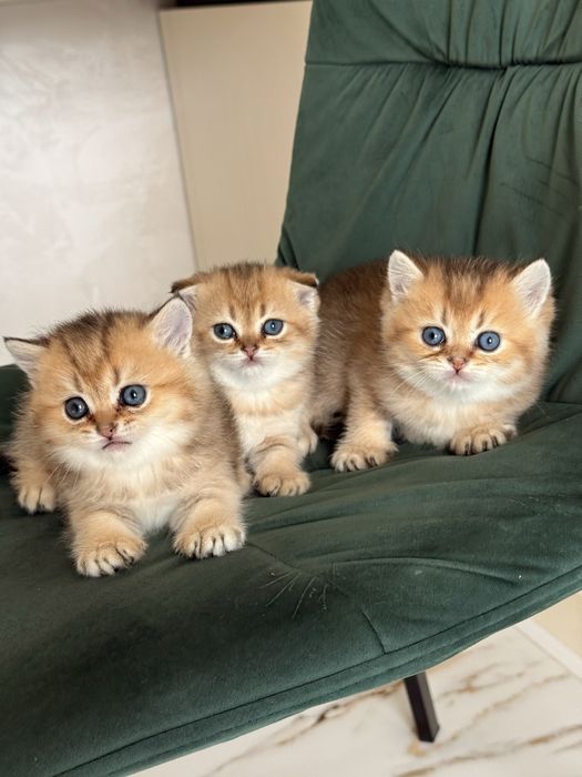 Скотіш Фолд! Шотландські вислоухі кошенята! Золоті  Шиншили