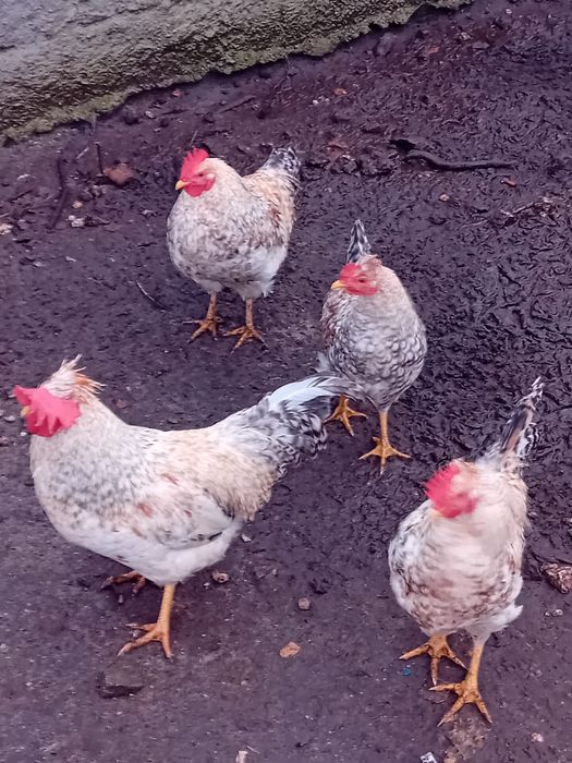 Galo e Galinha - LEG BAR