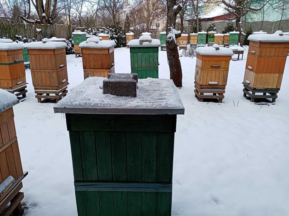 Pszczoły przezimowane sprzedam