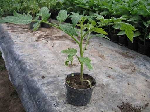 Sadzonki warzyw na zamówienie!