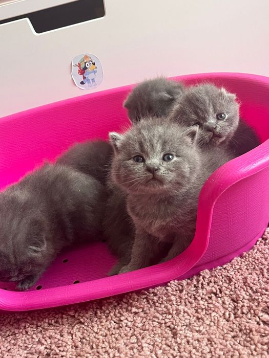 Gatinhos scottish fold
