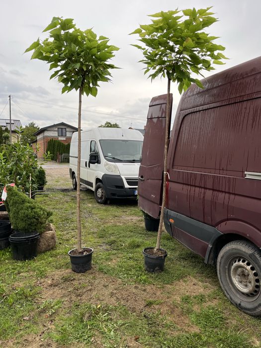 Drzewa, krzewy szczepione, bonzaje