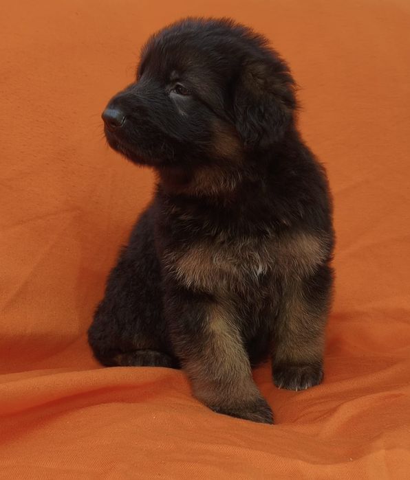 Vendo pastor alemão macho