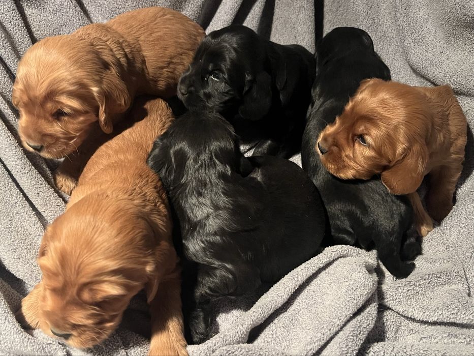 Cocker spaniel cudowny szczeniak