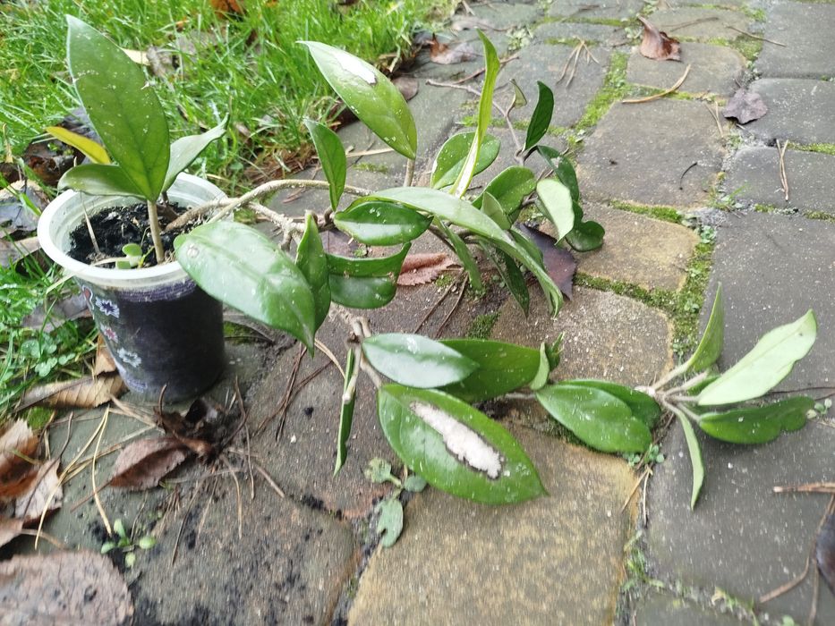 Hoya kwitnąca na różowo środek kwiatów czerwony