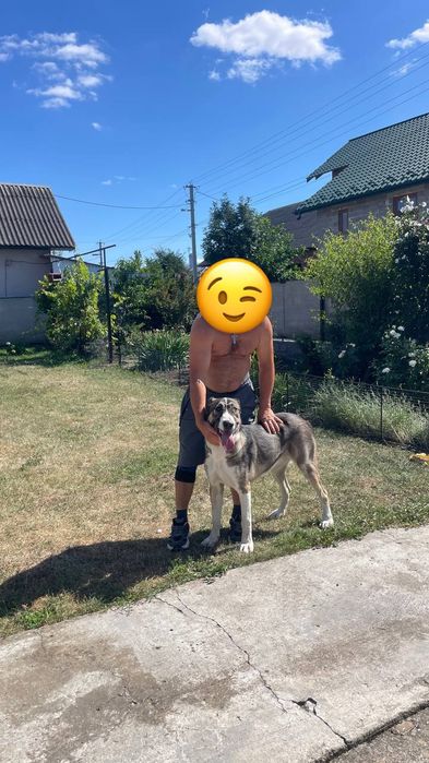 Продам собаку алабай