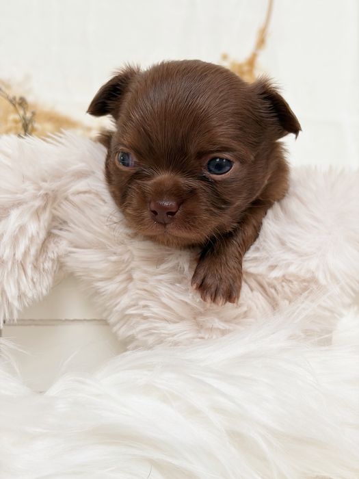 Chihuahua * czekoladowy * długowłosy