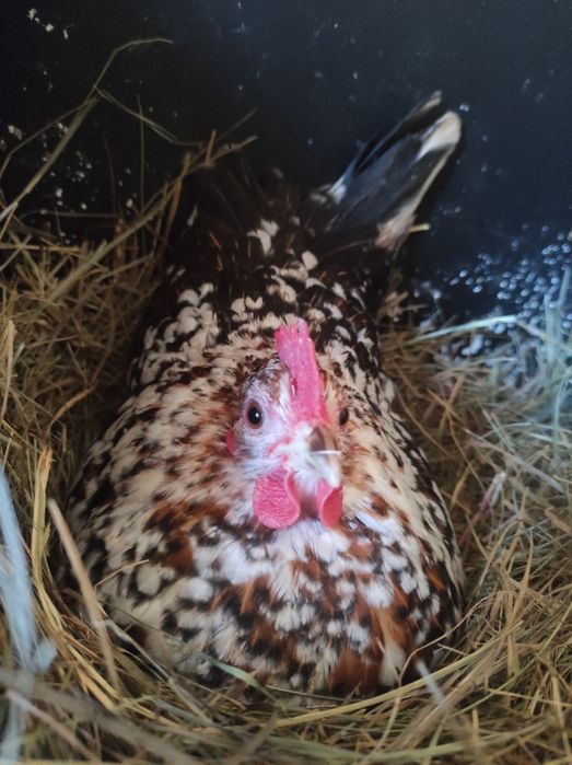 Jaja legowe Liliputek