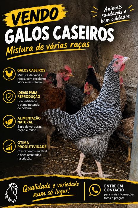 Frangos caseiros: mistura de várias raças