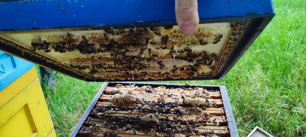 MIODY Naturalne―Pasieka PRADAWNA®1957―Miód LEŚNY borówka-malina-jeżyna