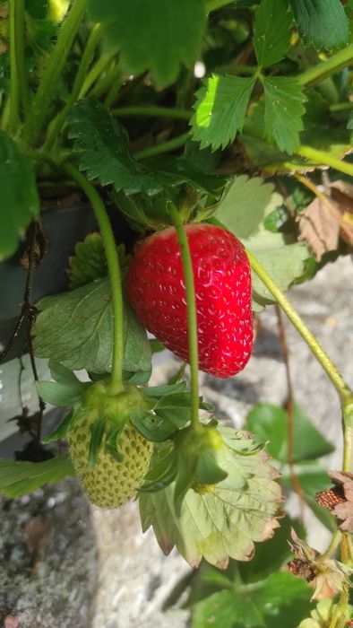 Morangueiros( Gigante, Branco, Silvestre, San Andreas, etc..)