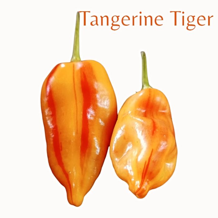 Vendo sementes de malaguetas raras