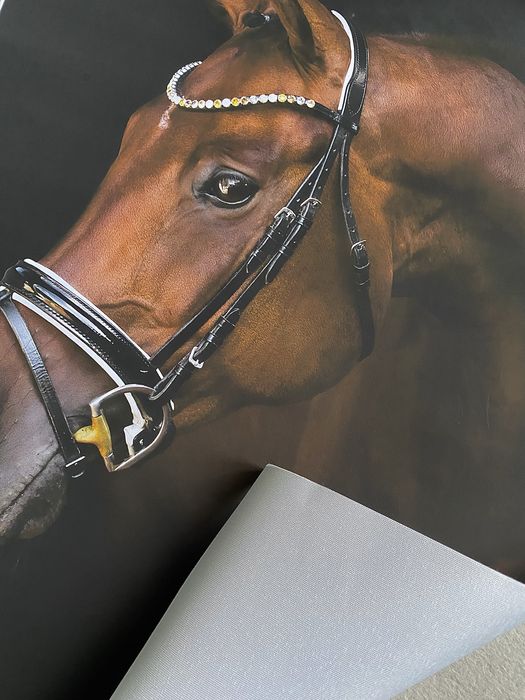 Obrazek na płótnie HD / Portrait Animal Art – Horse Brown (40×60)