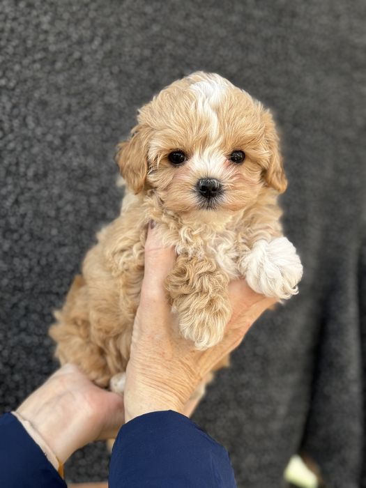 Ляльковий vip мальтіпу з коротеньким носиком