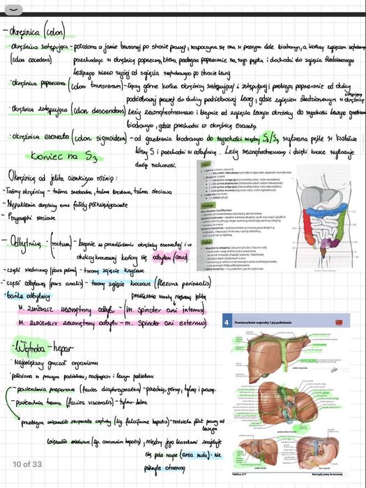 Anatomia notatki idealne na 1 rok studiow PDF