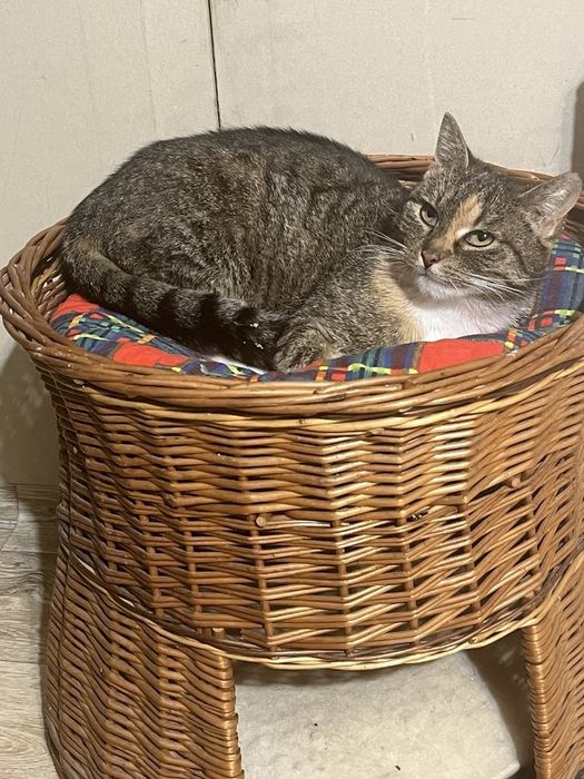 Bella - kotka do adopcji.