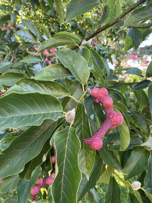 Magnolia drzewiasta nasiona magnolii 6x drzewo