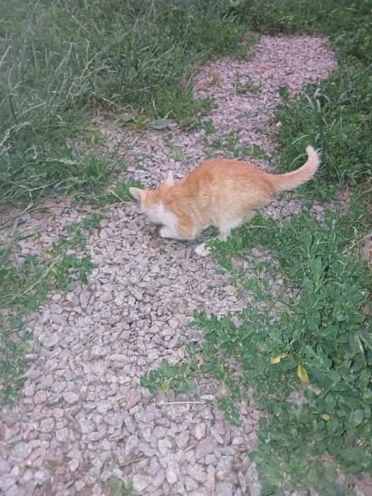 Віддам котика в добрі руки