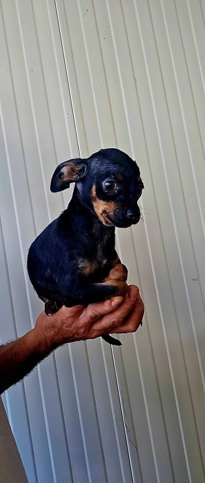 Pinscher Miniatura macho Preto Afogueado
