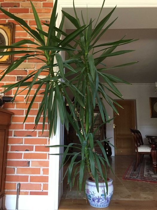 Yuka piekna duza roslina,Yuca