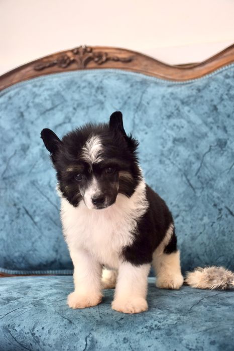 Chinese Crested Dog - Variedade com pelo