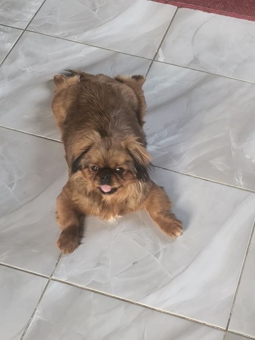 Продам девочку чистокровную Пикинеса