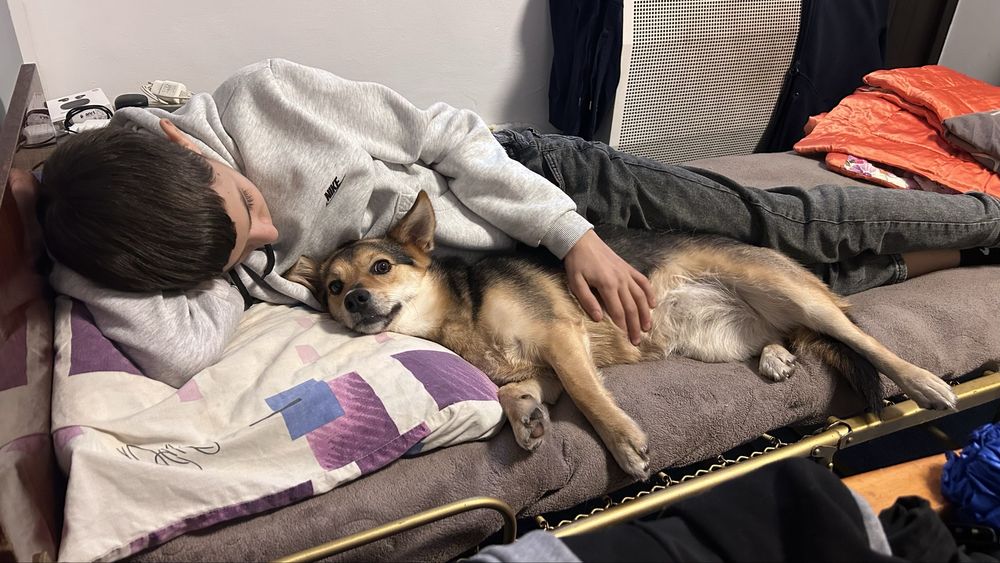 Вигулювання тварин.