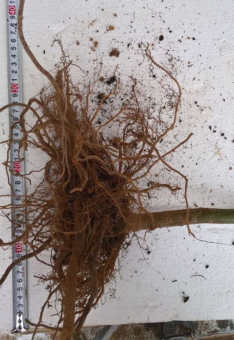 SPRZEDANE - Drzewa tlenowe Paulownia, karpy jednosezonowe z gruntu.