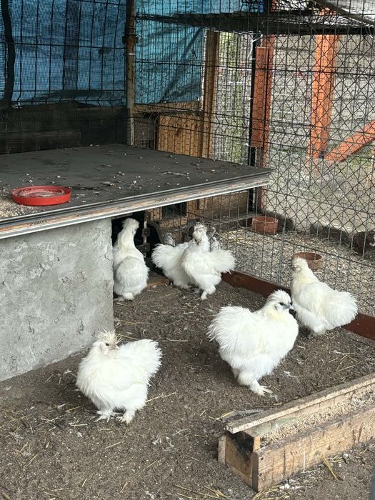 Kury silki stadko 6 sztuk