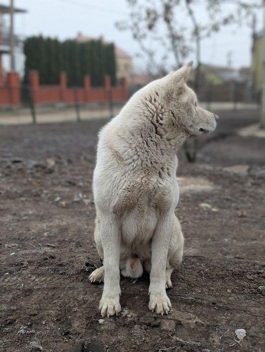 Американська акіта,хлопчик готовий до злучки