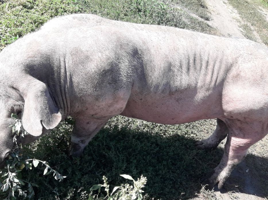 Продам поросята хрячков и свинок Пьетренов ,беркширов в чистоте