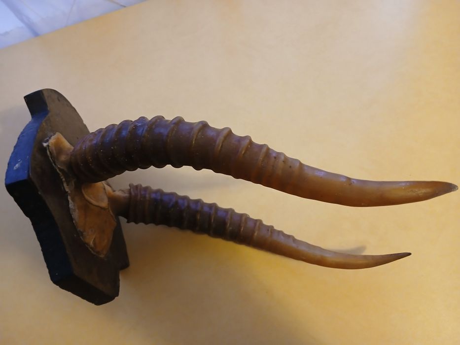 Декор из прошлого. Рога сайгака