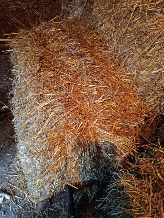 Продаю тюки соломи і сіна.