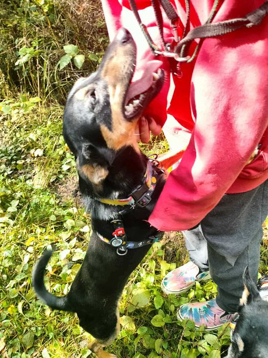 Wesoły,mały młody Gacek szuka domu