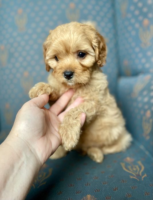 Cavapoo f1 sunia