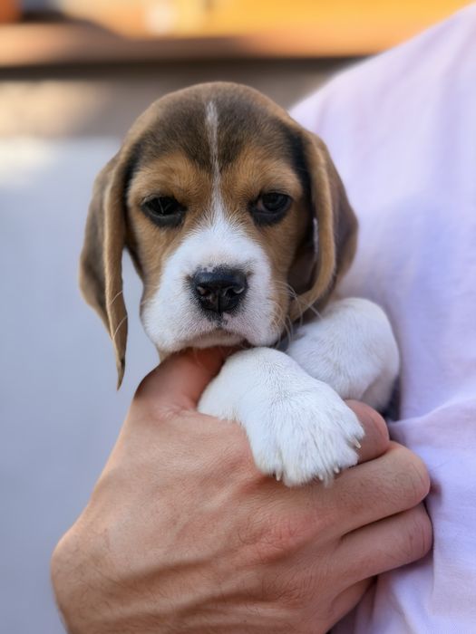 Szczeniczki beagle, FCI!