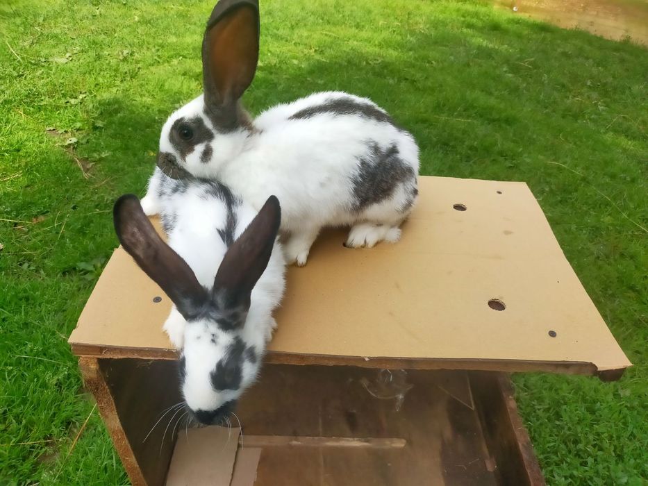 Кролі породи Німецький строкатий велетень . Шиншила .