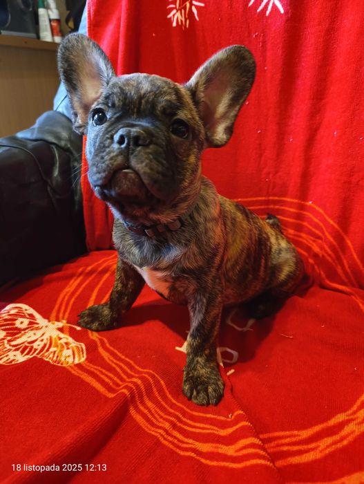 Buldog francuski, Piesek, Gotowy do odbioru, PASZPORT