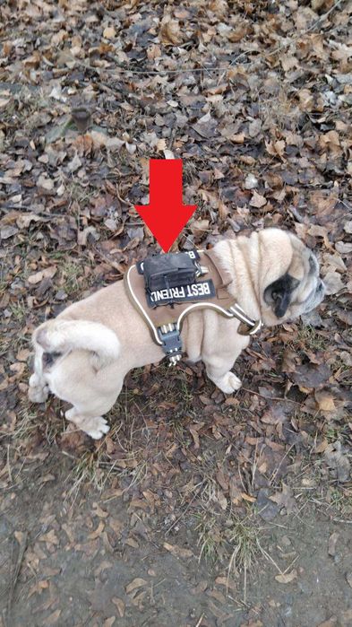 Трекер для животных (собак) PAJ PET FINDER GPS 4g