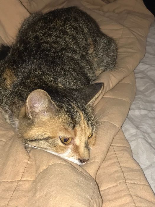 Знайшлася кішечка