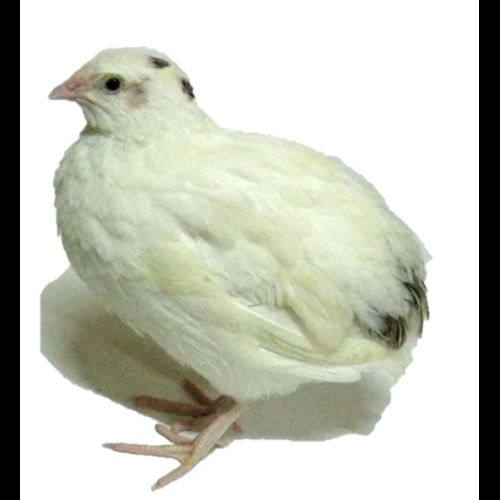 Яйце Перепілки Техасец