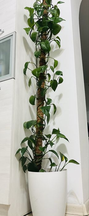 Вазон, кімнатна рослина епіпремнум 190 см