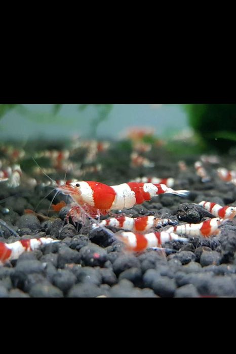 Krewetki cristal red glupiki mieczyki molinezje
