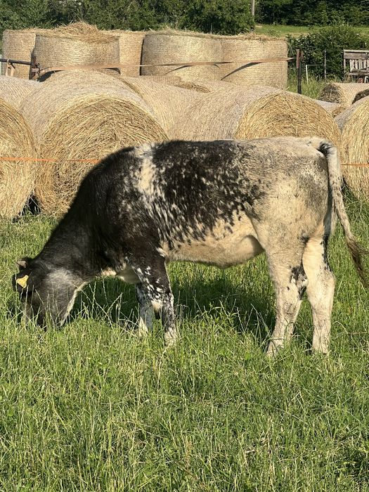 Jałówka Belgian Blue