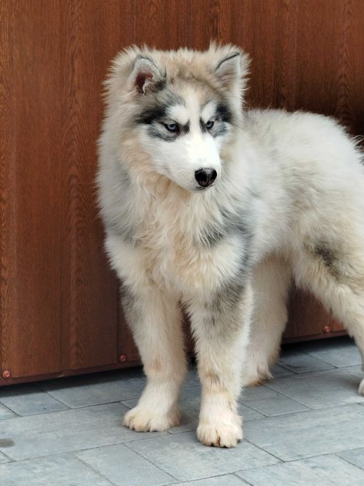 Siberian Husky piesek tel.-575302039