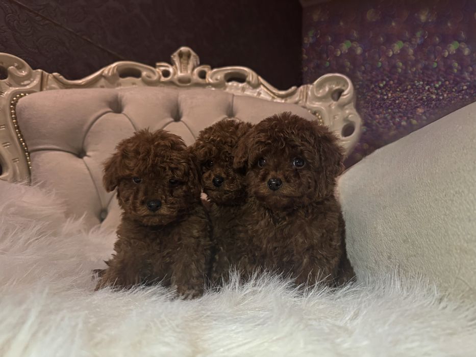 Той пудель щенки мальчики китай