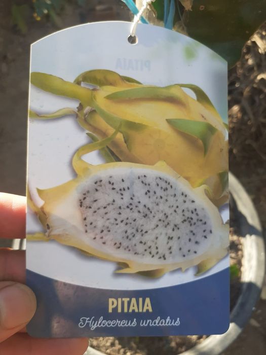Pitayas mudas com raiz