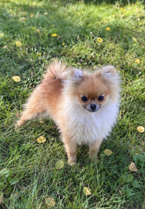 Suczka szpic pomeranian  7 miesiecy