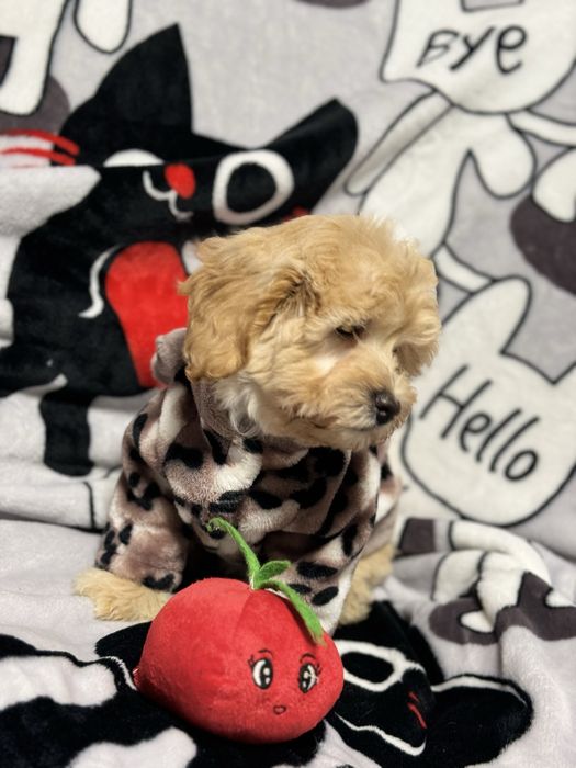 Кукольная мальтипу девочка