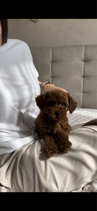 Малюки той пудель